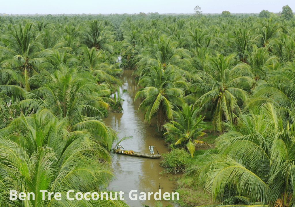 Fresh Coconut Water Conquers the European Market 2025 – 2026: What Opportunities for Vietnam?