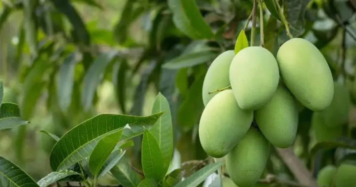 Mango