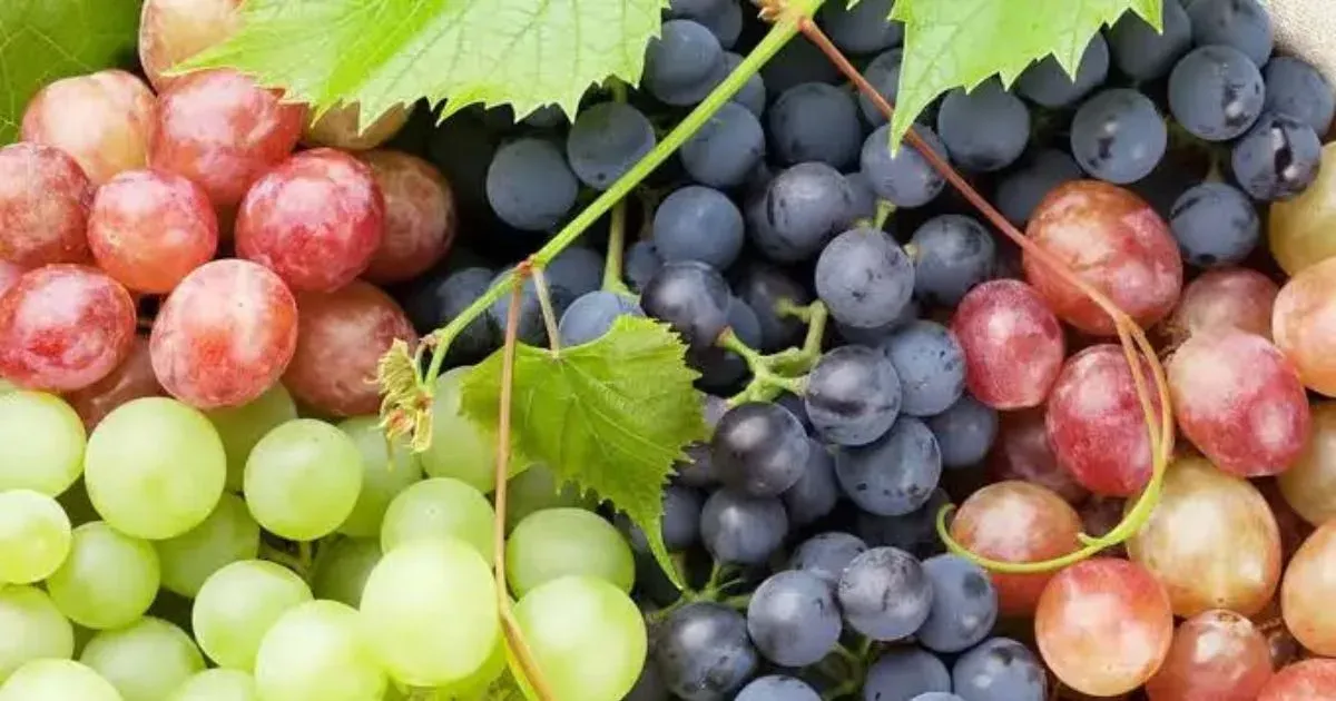 Grapes