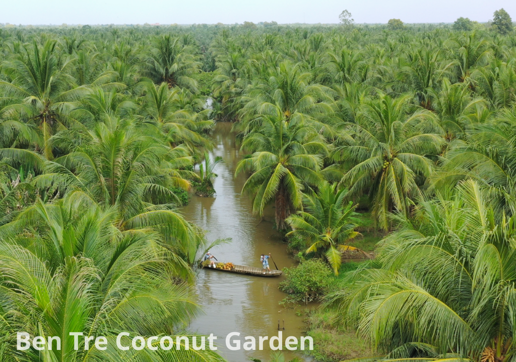 Fresh Coconut Water Conquers the European Market 2025 – 2026: What Opportunities for Vietnam?
