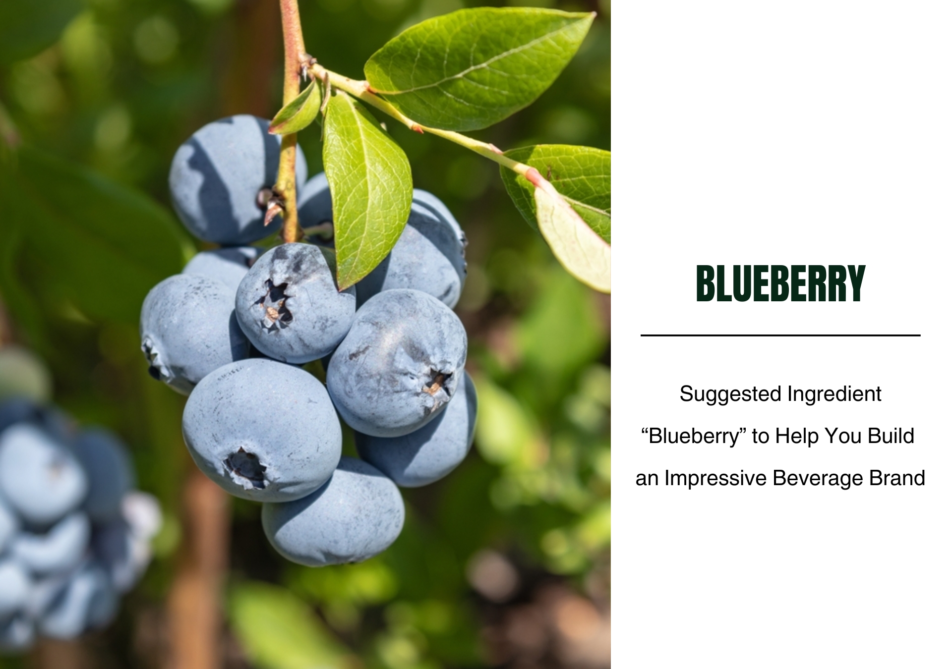 Suggested Ingredient “Blueberry” to Help You Build an Impressive Beverage Brand
