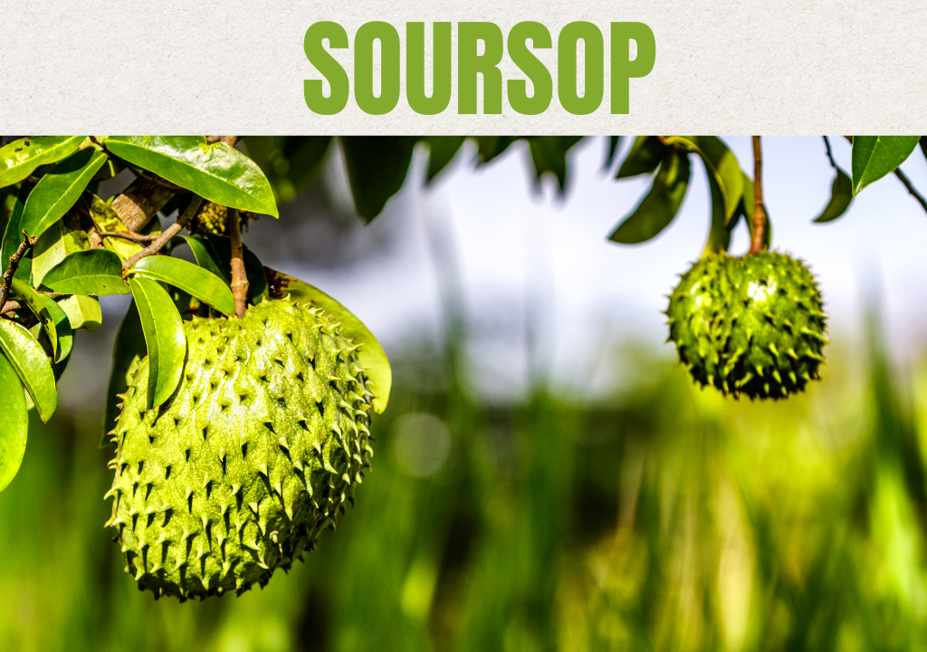 Images of Soursop fruit