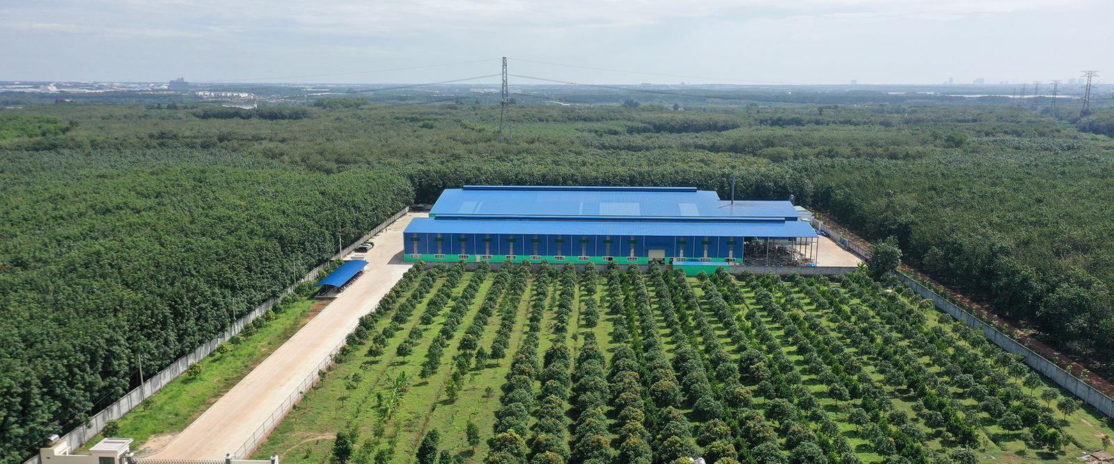 Manufacturing facility and surrounding plantation, from Nam Viet Group's company imagery