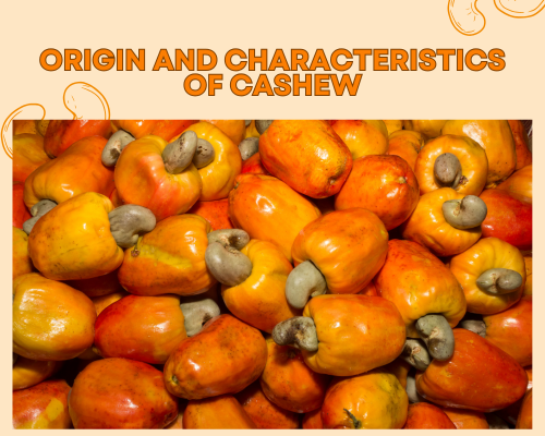 Origin and Characteristics of Cashew